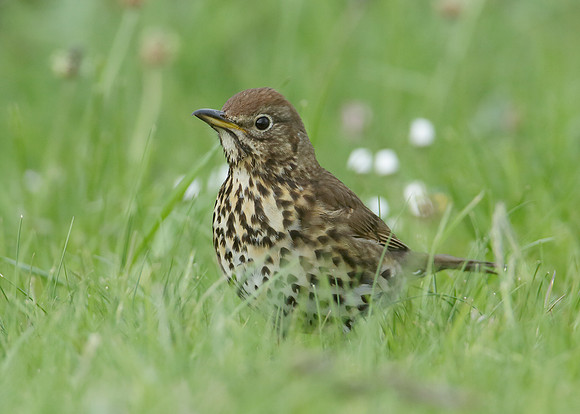 Song Thrush Turdus philomelos