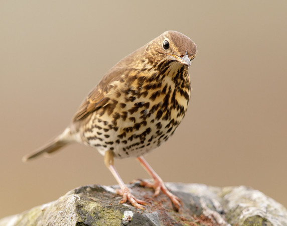 Song Thrush Turdus philomelos