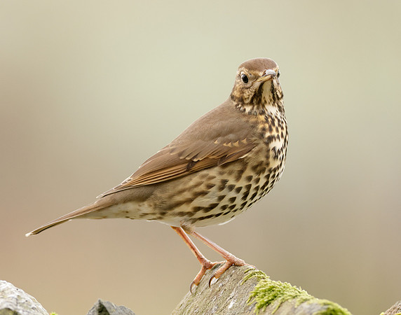 Song Thrush Turdus philomelos