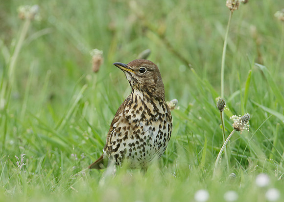 Song Thrush Turdus philomelos