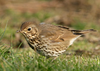 Song Thrush Turdus philomelos