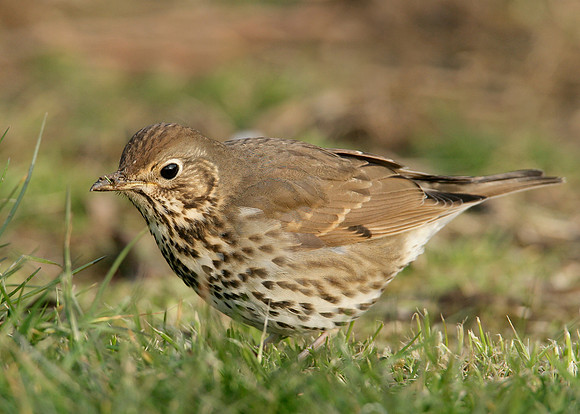 Song Thrush Turdus philomelos