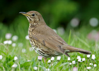 Song Thrush Turdus philomelos