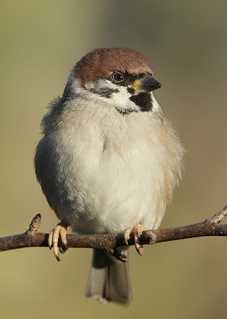 Tree Sparrow Passer montanus