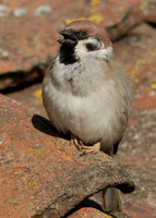 Tree Sparrow Passer montanus