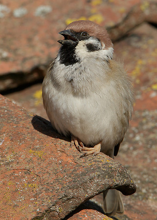 Tree Sparrow Passer montanus