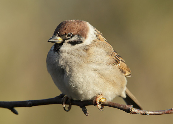 Tree Sparrow Passer montanus