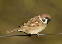 Tree Sparrow Passer montanus