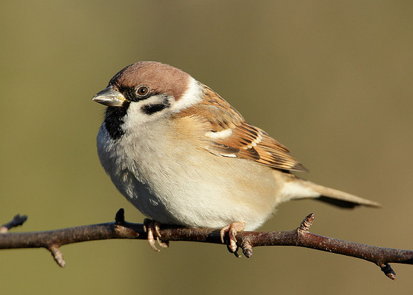 Tree Sparrow Passer montanus