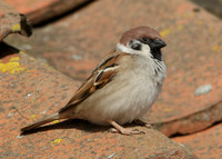 Tree Sparrow Passer montanus