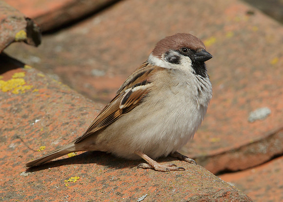 Tree Sparrow Passer montanus