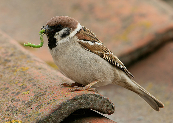 Tree Sparrow Passer montanus