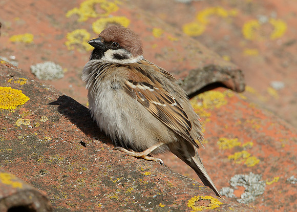 Tree Sparrow Passer montanus