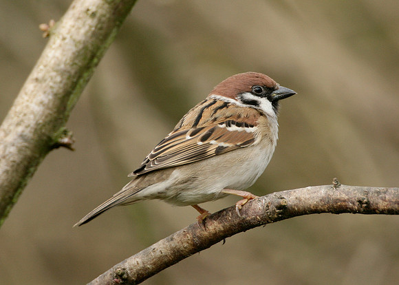 Tree Sparrow Passer montanus