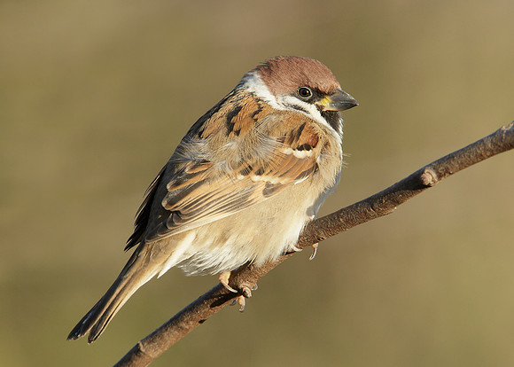 Tree Sparrow Passer montanus