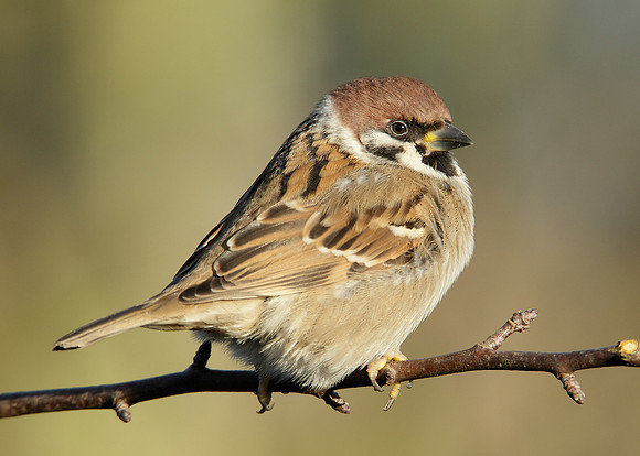 Tree Sparrow Passer montanus