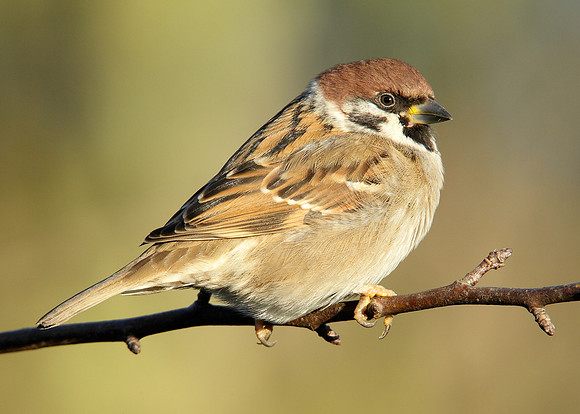 Tree Sparrow Passer montanus
