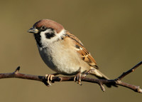 Tree Sparrow Passer montanus