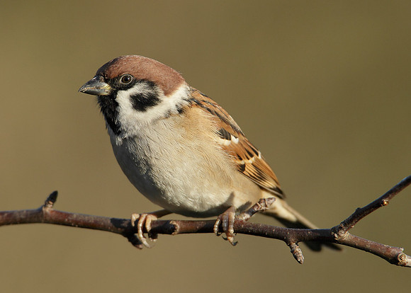 Tree Sparrow Passer montanus