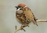 Tree Sparrow Passer montanus