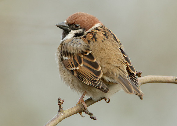 Tree Sparrow Passer montanus