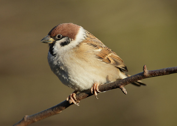 Tree Sparrow Passer montanus