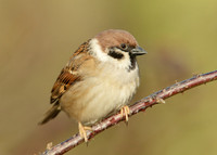 Tree Sparrow Passer montanus