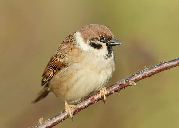 Tree Sparrow Passer montanus