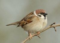 Tree Sparrow Passer montanus