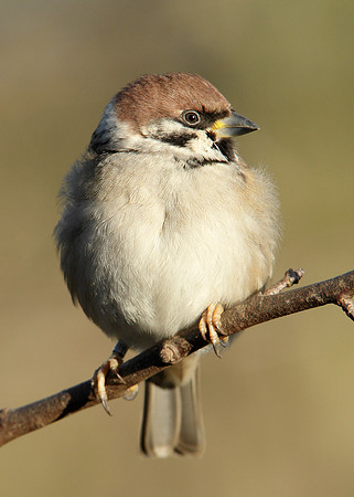 Tree Sparrow Passer montanus