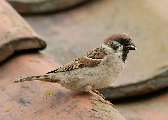 Tree Sparrow Passer montanus