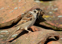 Tree Sparrow Passer montanus