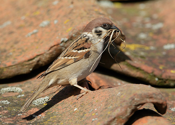 Tree Sparrow Passer montanus