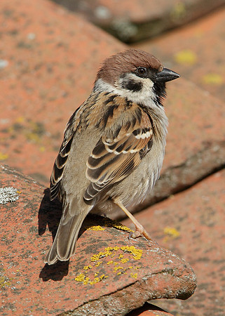 Tree Sparrow Passer montanus
