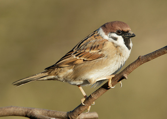 Tree Sparrow Passer montanus
