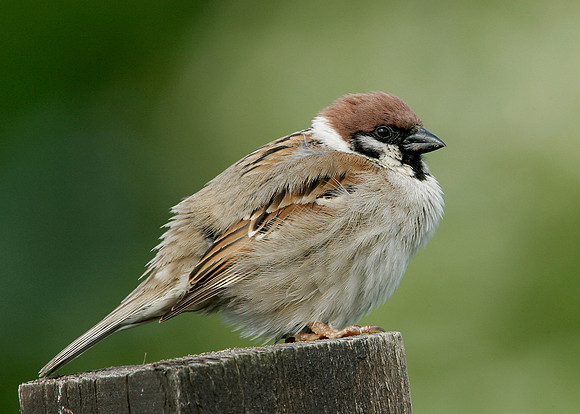 Tree Sparrow Passer montanus