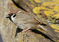 Tree Sparrow Passer montanus