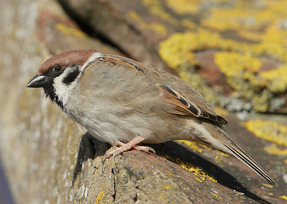 Tree Sparrow Passer montanus