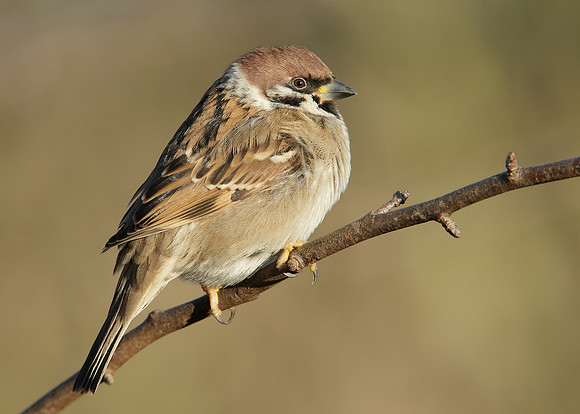Tree Sparrow Passer montanus