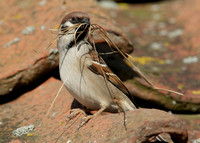 Tree Sparrow Passer montanus