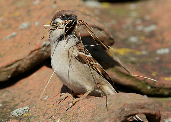 Tree Sparrow Passer montanus