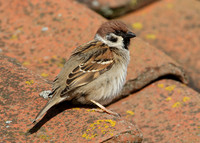 Tree Sparrow Passer montanus