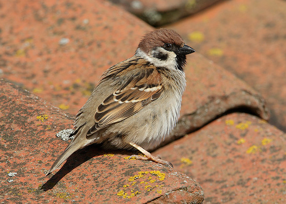 Tree Sparrow Passer montanus