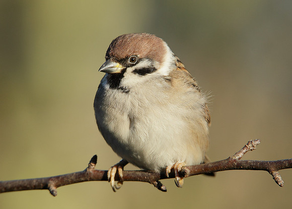 Tree Sparrow Passer montanus