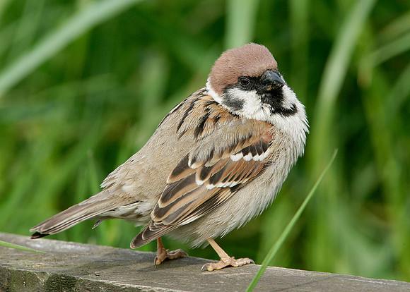 Tree Sparrow Passer montanus