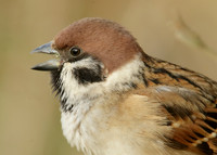 Tree Sparrow Passer montanus