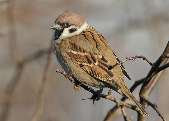 Tree Sparrow Passer montanus