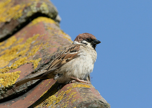 Tree Sparrow Passer montanus