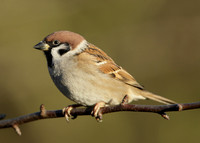 Tree Sparrow Passer montanus