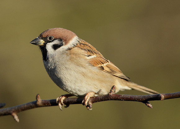 Tree Sparrow Passer montanus